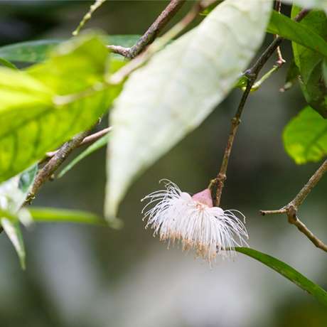 nature-CTA button