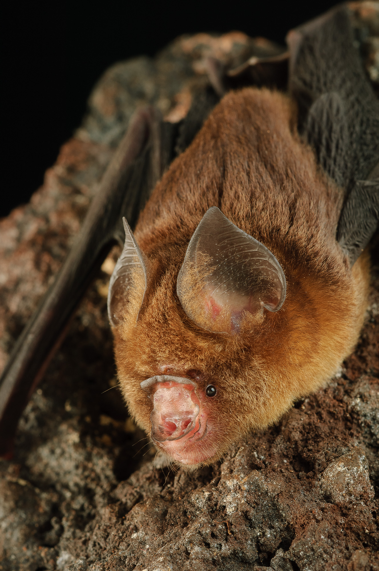 Fawn Roundleaf Bat (Hipposideros cervinus)