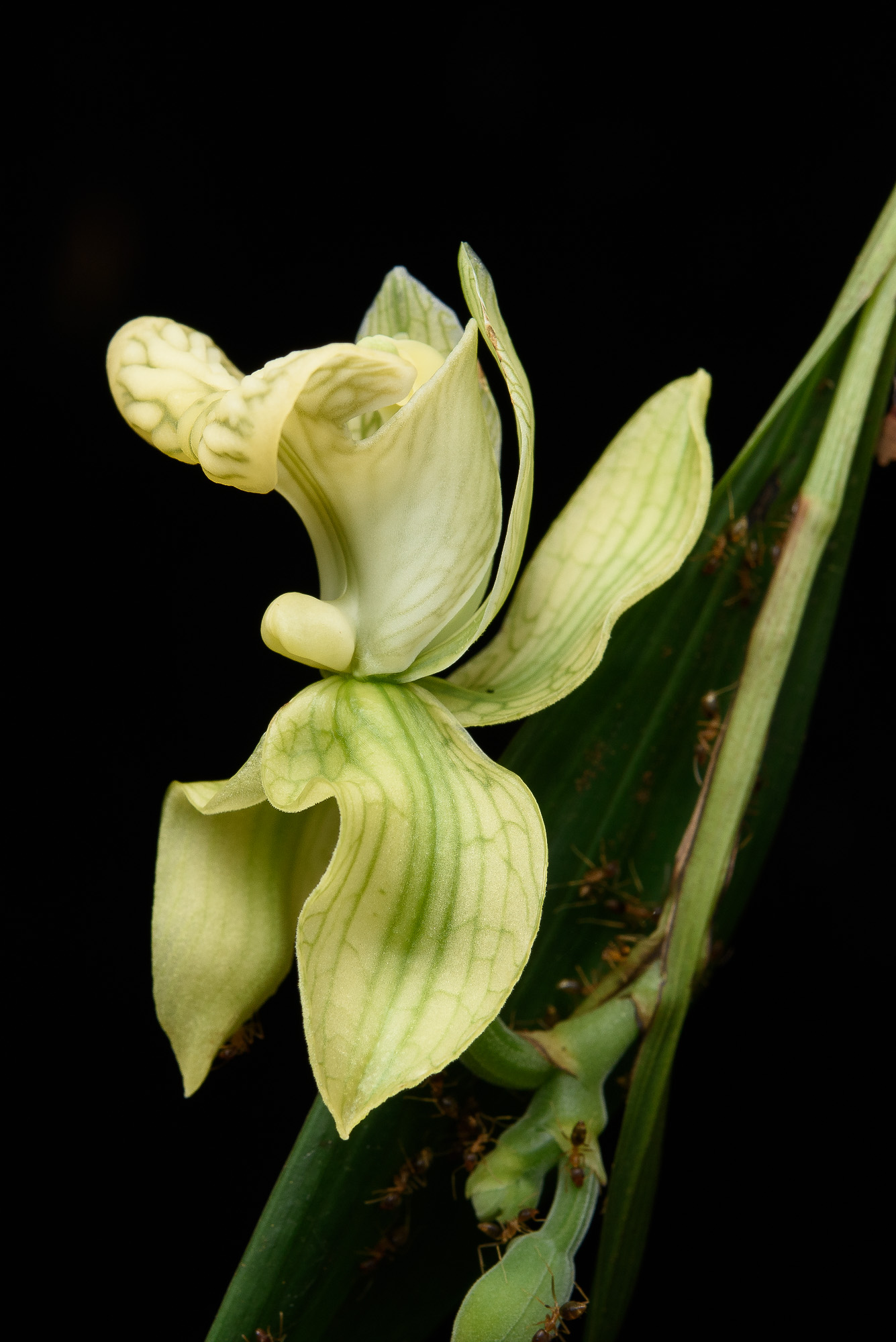 Orchid (Claderia viridiflora)