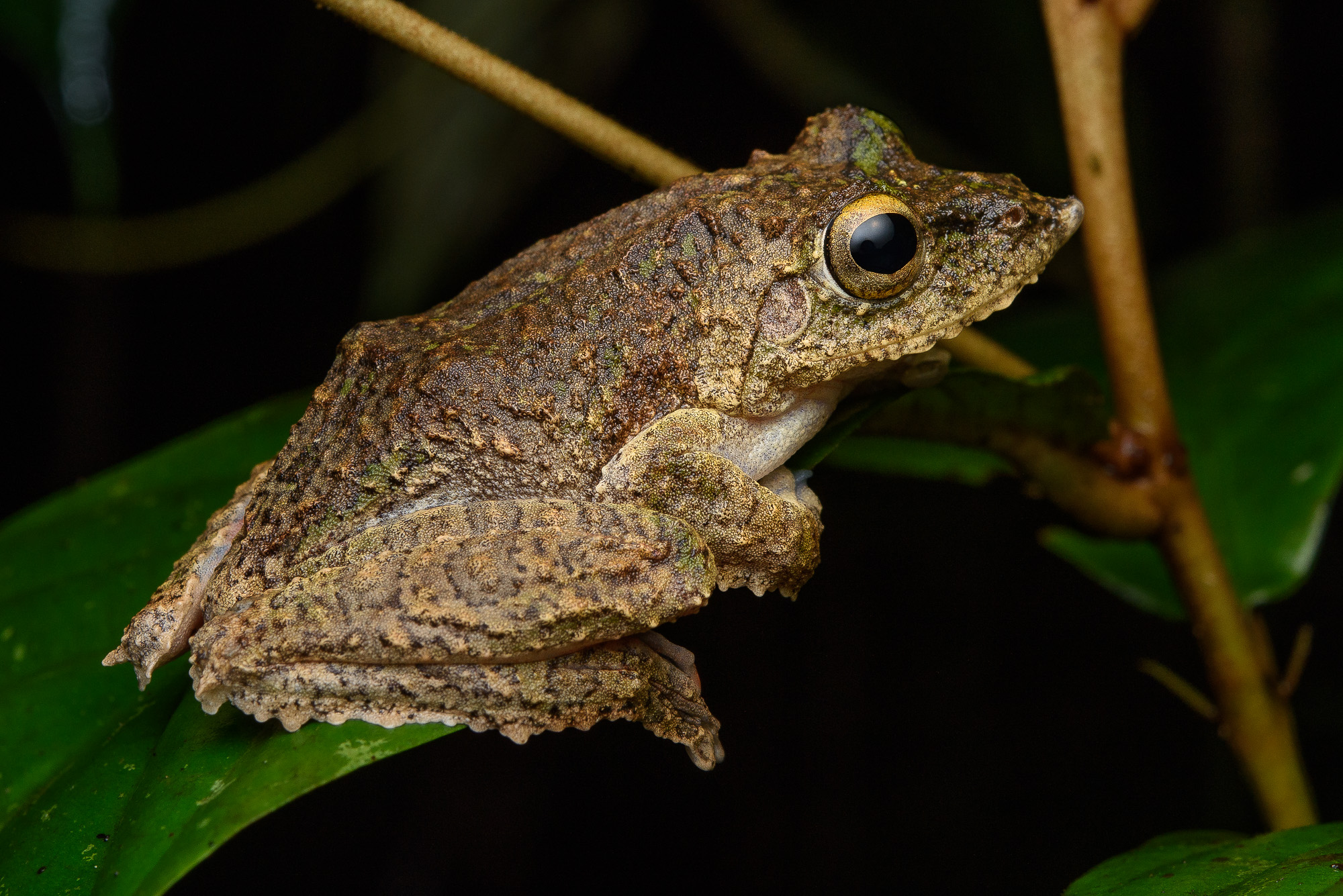 Frilled Tree Frog (Kurixalus chaseni)