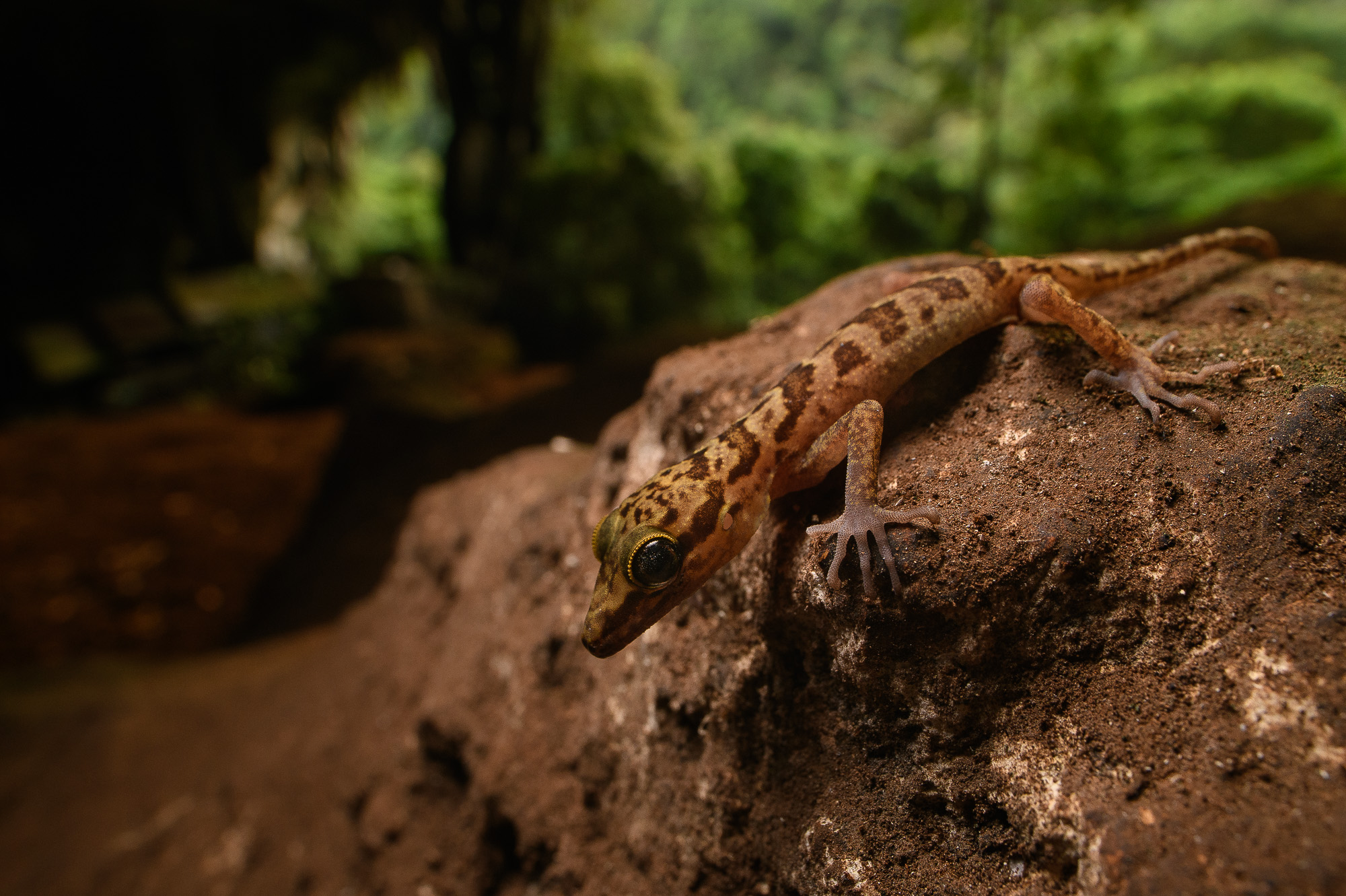 Niah Cave Gecko (Cyrtodactylus cavernicolus)