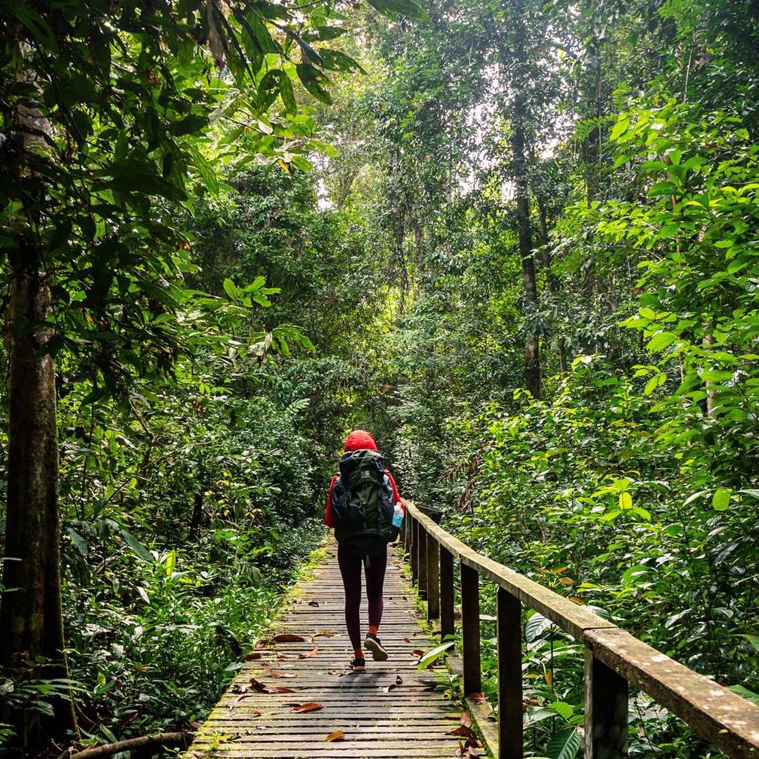 Niah as UNESCO World Heritage - Taman negara Gua Niah Miri